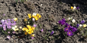 crocus, croci, flowers blooming, spring, sunshine, coffee and treat, Revelstoke